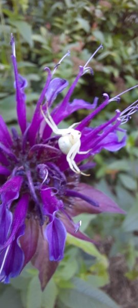 thomise. araigne crabe. mon jardin. lise jaloux